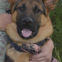 Whispering Hope Service Dogs