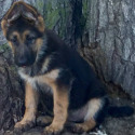 Whispering Hope Service Dogs