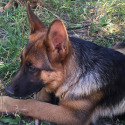 Whispering Hope Service Dogs