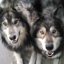Thumperswolves Siberian and Wolf Huskies