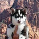 Thumperswolves Siberian and Wolf Huskies