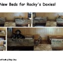 Rocky's Doxies