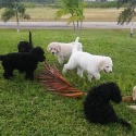 Crystal Lake Standard Poodles