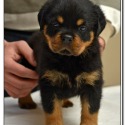 Vom Bullenfeld Rottweilers