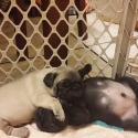 Porksters Pugs