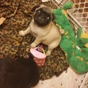 Porksters Pugs