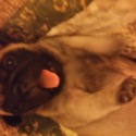 Porksters Pugs