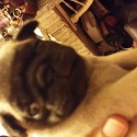 Porksters Pugs