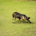 Tropisch German Shepherds