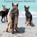 Tropisch German Shepherds