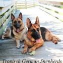 Tropisch German Shepherds