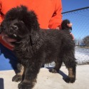 Kesang Camp Tibetan Mastiffs