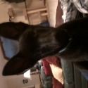 Janet Hughes German Shepherds