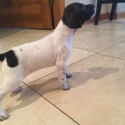 Plunkett Shorthairs