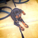 Euro Rotti