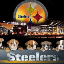 Steel City Bulldogs