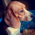 Freking Beagles