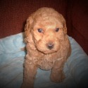 Glory Miniature Poodle Pups