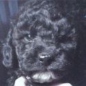 Glory Miniature Poodle Pups