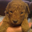 Glory Miniature Poodle Pups