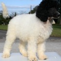 divinepoodleparadise.com
