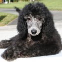 divinepoodleparadise.com