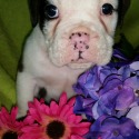 Taylors bulldogges