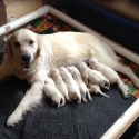 JrDoggies
