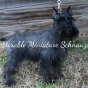 McDorable Miniature Schnauzers