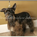 McDorable Miniature Schnauzers