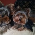 Yorkies by Design
