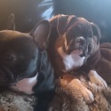 Zwilling Boxers and French Bulldogs