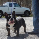 Abby Springs boarding, training,pet services