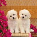 The Blessed Bichons