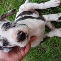 Great danes