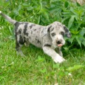 Great danes