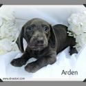 gretchen