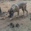 Moonlight cane corso