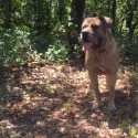 Moonlight cane corso