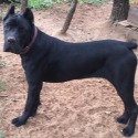 Moonlight cane corso