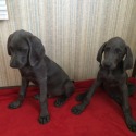 Blue Star Weimaraner's