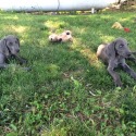 Blue Star Weimaraner's