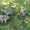 Blue Star Weimaraner's