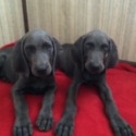 Blue Star Weimaraner's