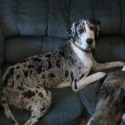 S and C Euro great danes
