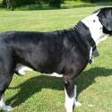 S and C Euro great danes