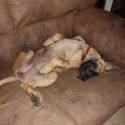 Honi Vale Great Danes