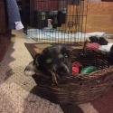 Seagle's Schnauzers