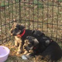 Seagle's Schnauzers