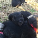 Seagle's Schnauzers